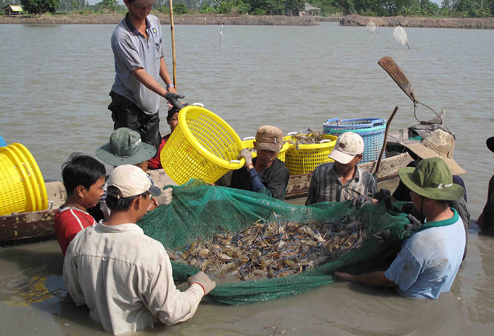 mộng thấy bắt cá