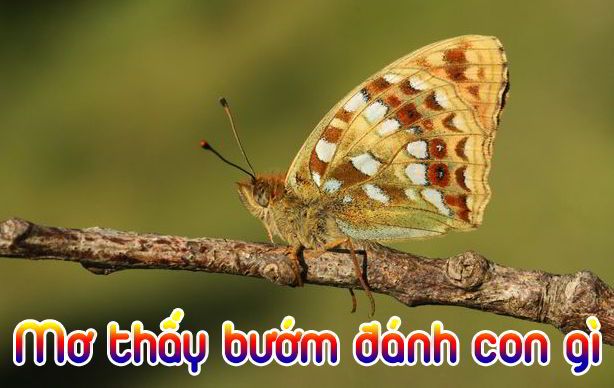 Ý nghĩa mơ thấy con bướm